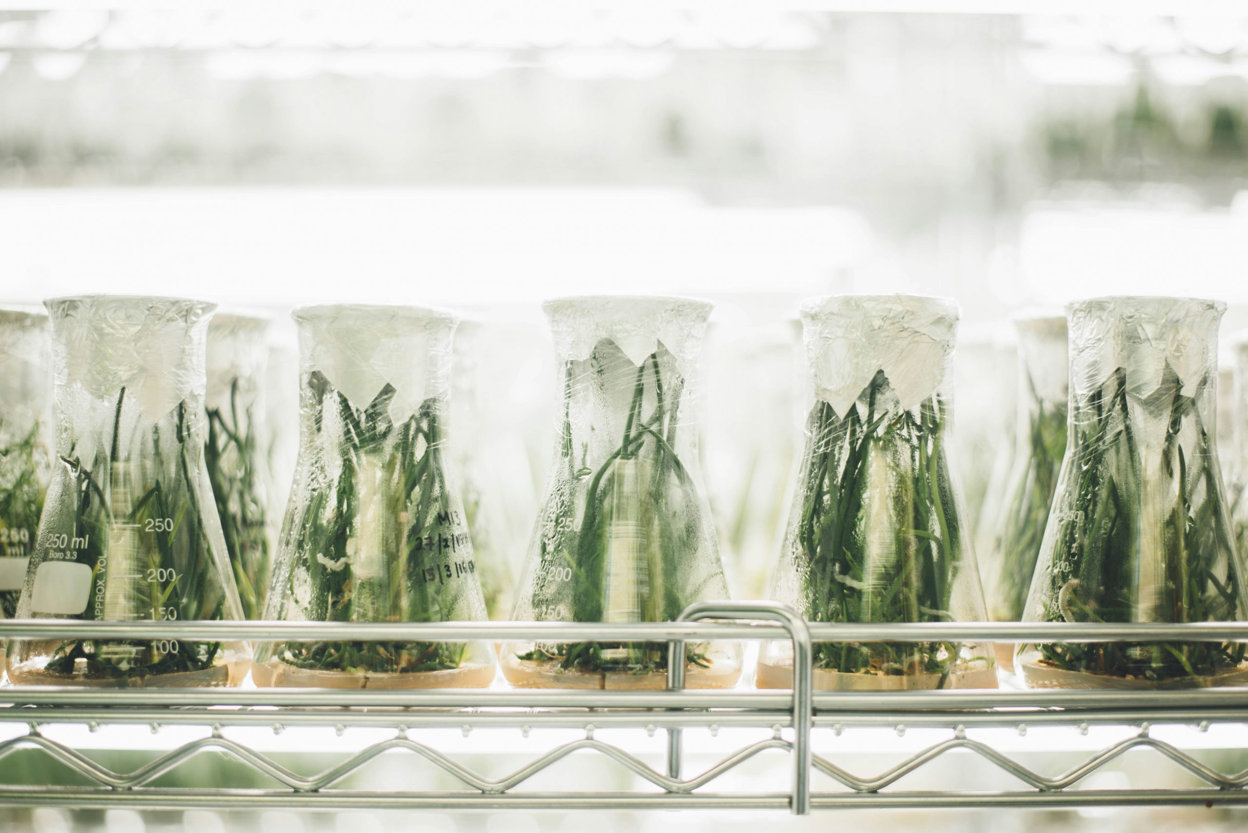 photo of plants in beakers by Chuttersnap